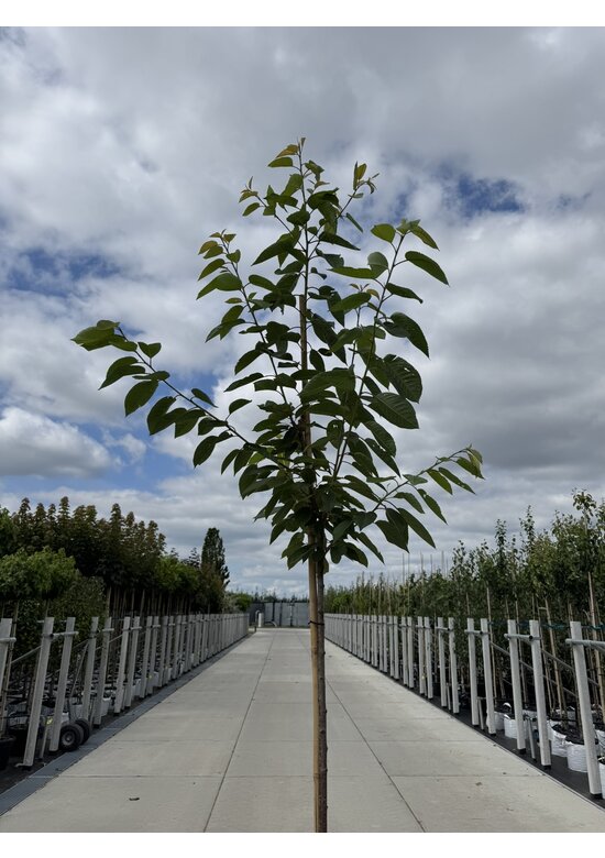 Süßkirsche 'Early Rivers' | Prunus avium 'Early Rivers'