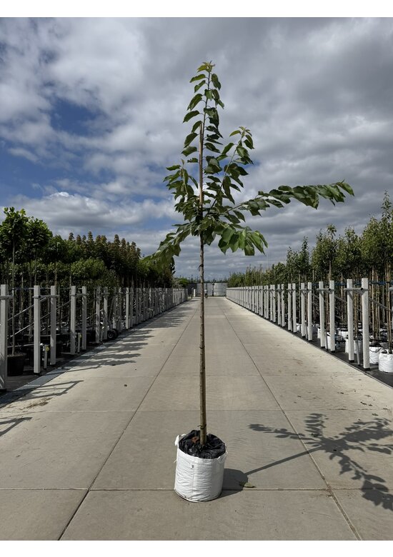 Süßkirsche 'Stella' | Prunus avium 'Stella'