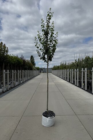 Pflaumenbaum 'Reine Claude d'Ouillins' | Prunus domestica ‘Reine Claude d'Ouillins'