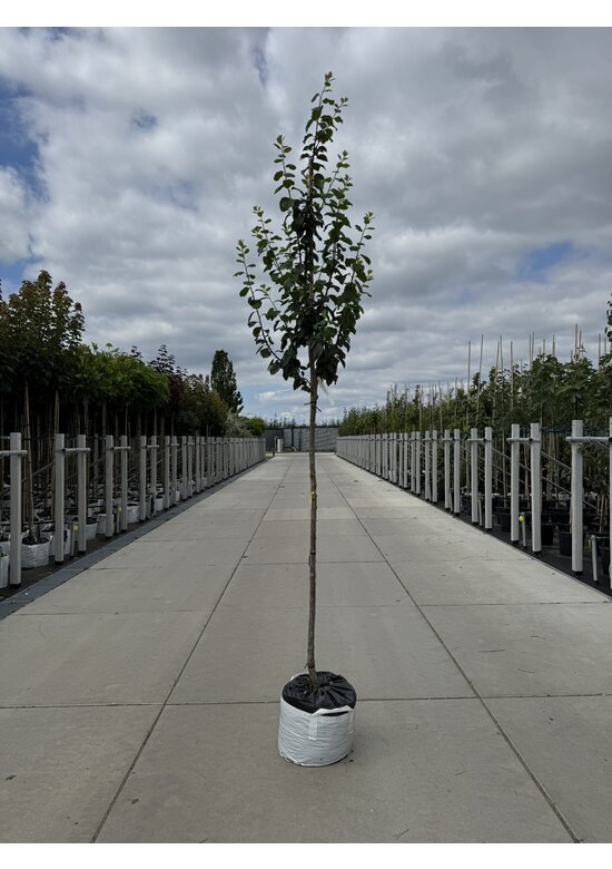 Pflaumenbaum 'Reine Claude d'Ouillins' | Prunus domestica ‘Reine Claude d'Ouillins'