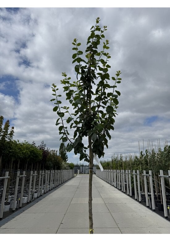 Pflaumenbaum 'Reine Claude d'Ouillins' | Prunus domestica ‘Reine Claude d'Ouillins'