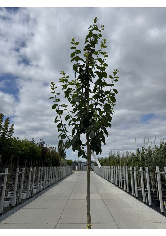 Pflaumenbaum 'Reine Claude d'Ouillins' | Prunus domestica ‘Reine Claude d'Ouillins'