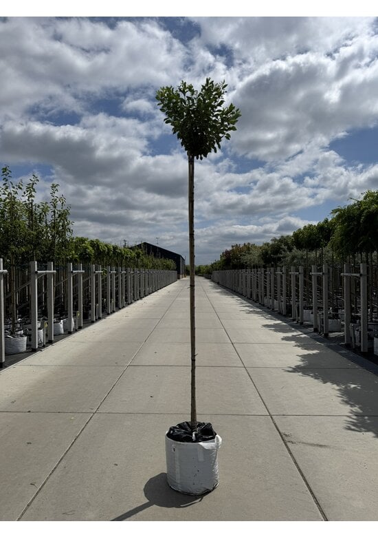 Kugelkirsche | Prunus eminens 'Umbraculifera'