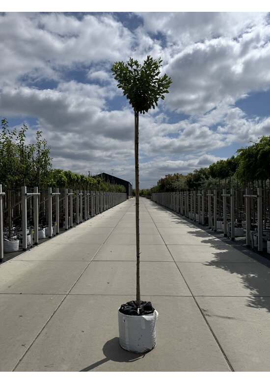 Kugelkirsche 'Umbraculifera' | Prunus eminens 'Umbraculifera'