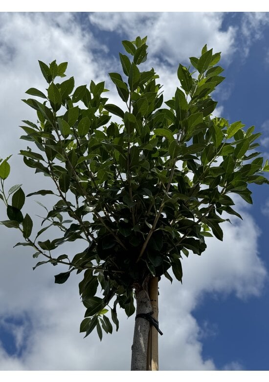 Kugelkirsche | Prunus eminens 'Umbraculifera'