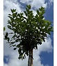 Kugelkirsche 'Umbraculifera' | Prunus eminens 'Umbraculifera' Kugelkirsche 'Umbraculifera' | Prunus eminens 'Umbraculifera'