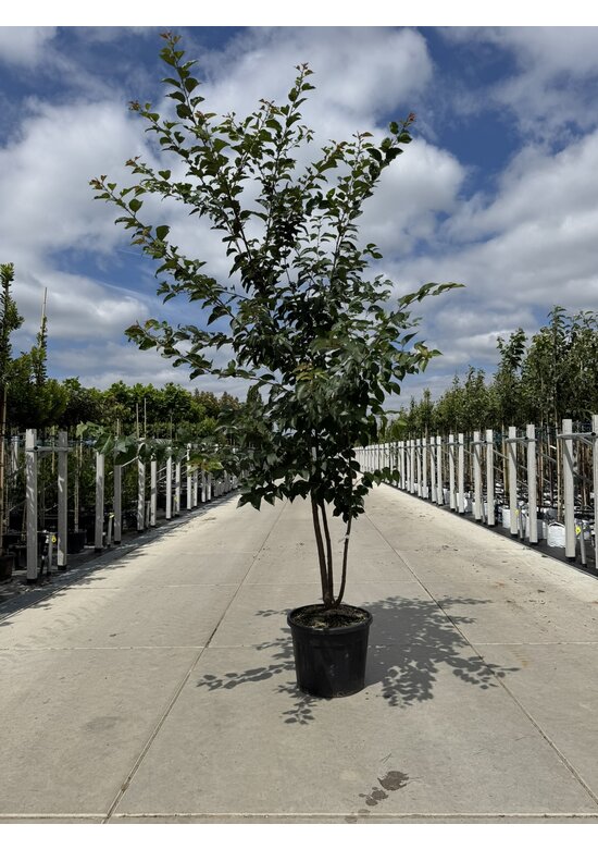 Scharlach-Kirsche  Mehrstämmig 'Rancho' | Prunus sargentii 'Rancho'