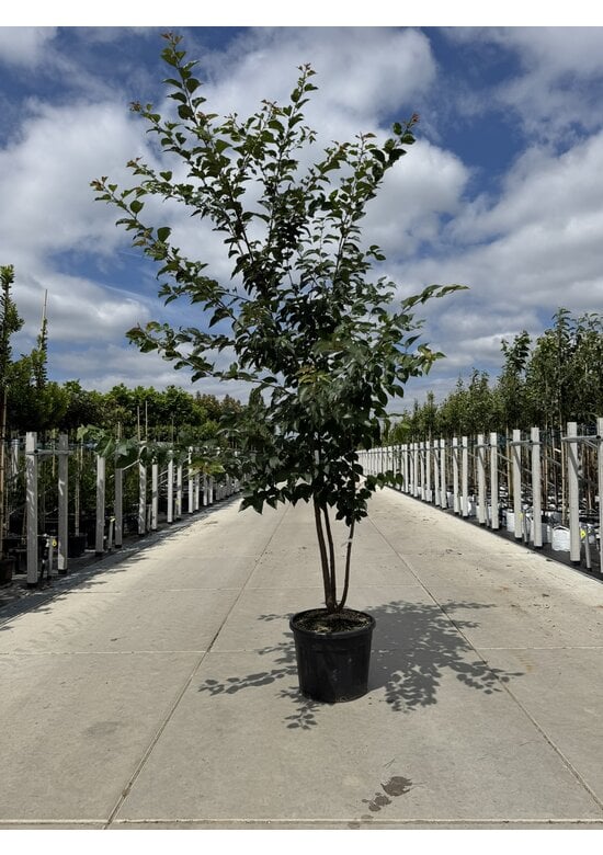 Scharlach-Kirsche  Mehrstämmig 'Rancho' | Prunus sargentii 'Rancho'