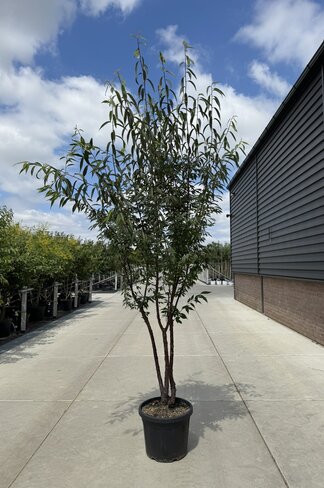Mahagoni-Kirsche - Tibetanische Berg-Kirsche - Mehrstämmig | Prunus serrula Mahagoni-Kirsche - Tibetanische Berg-Kirsche - Mehrstämmig | Prunus serrula