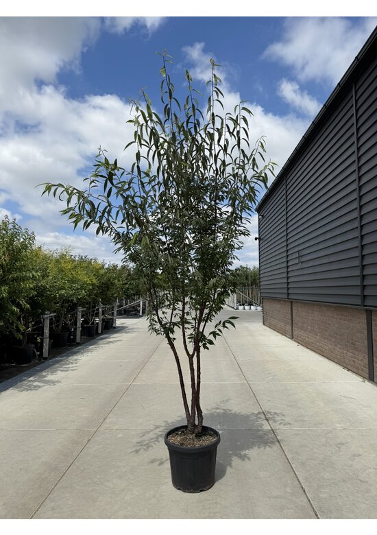 Mahagoni-Kirsche - Tibetanische Berg-Kirsche - Mehrstämmig | Prunus serrula Mahagoni-Kirsche - Tibetanische Berg-Kirsche - Mehrstämmig | Prunus serrula