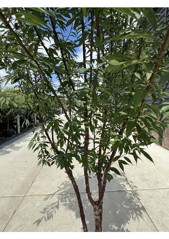 Mahagoni-Kirsche - Tibetanische Berg-Kirsche - Mehrstämmig | Prunus serrula Mahagoni-Kirsche - Tibetanische Berg-Kirsche - Mehrstämmig | Prunus serrula