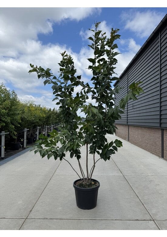 Japanische Nelkenkirsche 'Kanzan' - mehrstämmig | Prunus serrulata 'Kanzan'