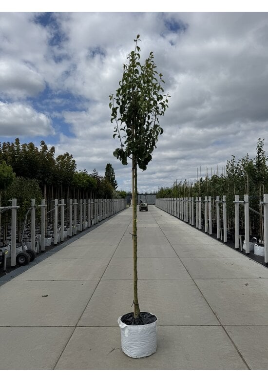 Birnenbaum 'Conference' | Pyrus communis 'Conference'