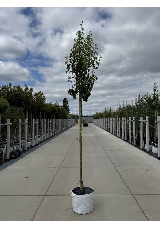 Birnenbaum 'Conference' | Pyrus communis 'Conference'