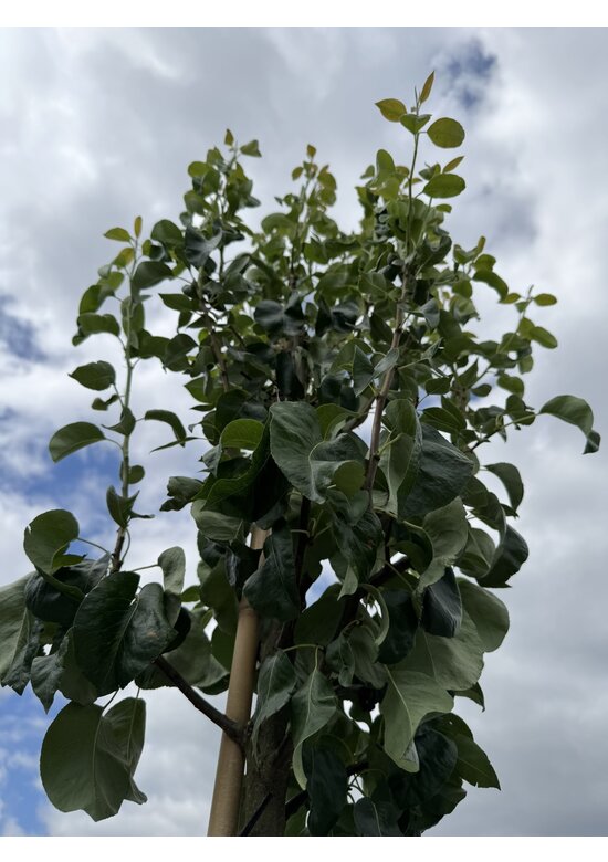 Birnenbaum 'Conference' | Pyrus communis 'Conference'