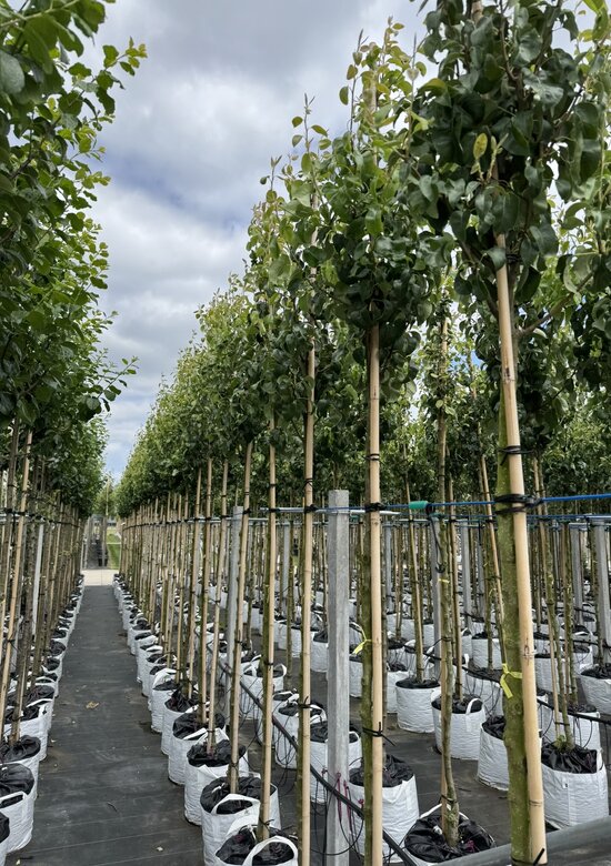 Birnenbaum Conference - Herbstbirne Im 9.5 Liter Topf 150-170cm