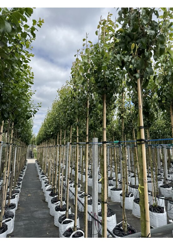 Birnenbaum 'Conference' | Pyrus communis 'Conference'