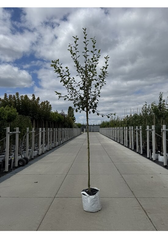 Birnenbaum 'Saint Remy' | Pyrus communis ‘Saint Remy’