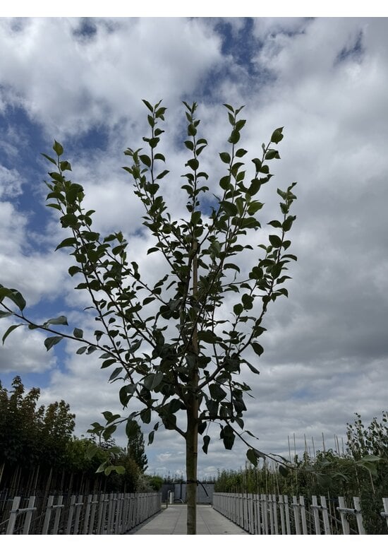 Birnenbaum 'Saint Remy' | Pyrus communis ‘Saint Remy’