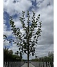 Birnenbaum 'Saint Remy' | Pyrus communis ‘Saint Remy’