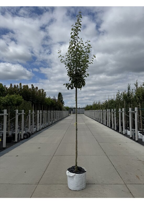 Birnenbaum 'Williams' | Pyrus communis ‘Williams’