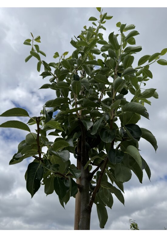 Birnenbaum 'Williams' | Pyrus communis ‘Williams’