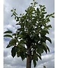 Birnenbaum 'Williams' | Pyrus communis ‘Williams’