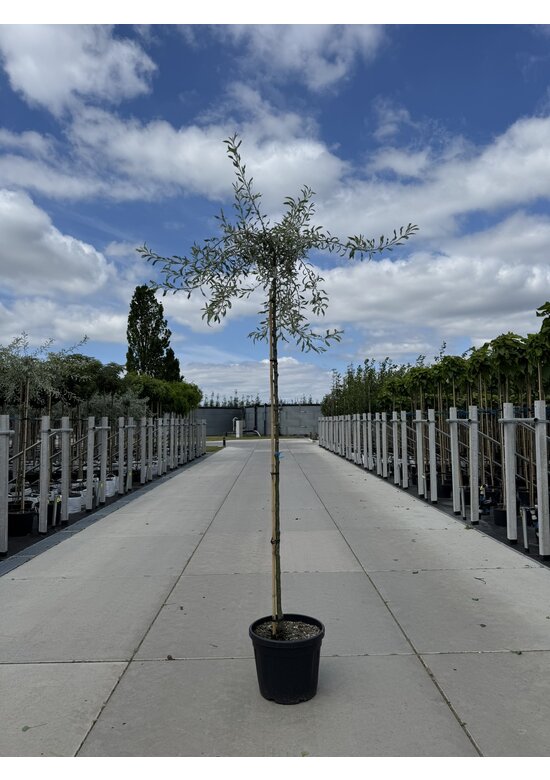 Weidenblättrige-Birne | Pyrus salicifolia 'Pendula'