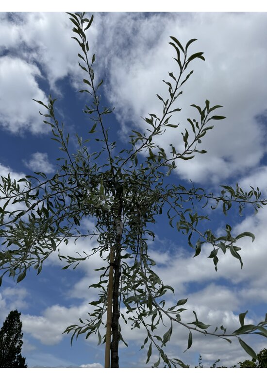 Weidenblättrige Birne | Pyrus salicifolia 'Pendula'