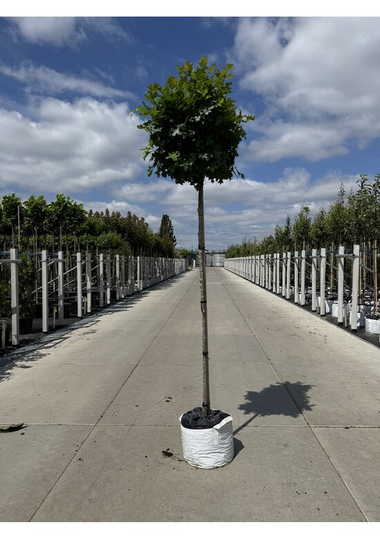 Kugelsumpfeiche 'Green Dwarf' | Quercus palustris 'Green Dwarf'