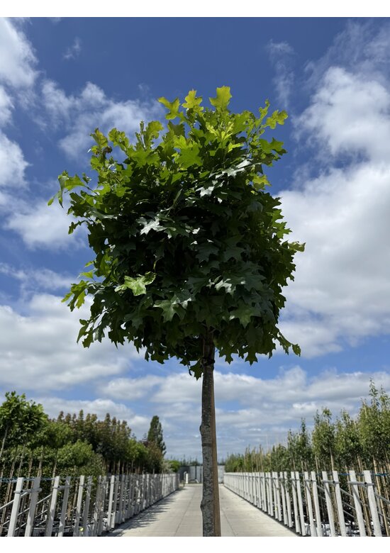 Kugelsumpfeiche 'Green Dwarf' | Quercus palustris 'Green Dwarf'