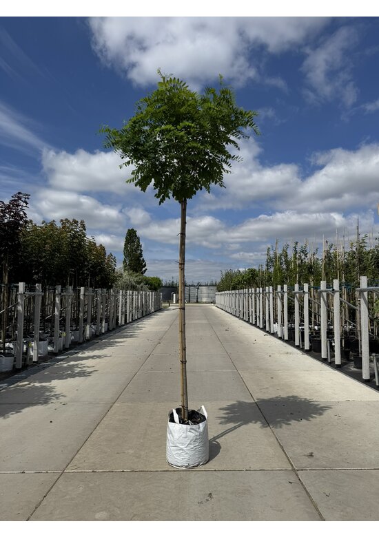 Kugelakazie - Kugelrobinie 'Umbraculifera' | Robinia pseudoacacia 'Umbraculifera'