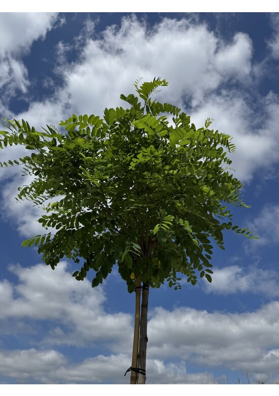 Kugelakazie - Kugelrobinie 'Umbraculifera' | Robinia pseudoacacia 'Umbraculifera'