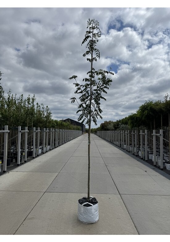 Essbare Eberesche 'Edulis' | Sorbus aucuparia 'Edulis'