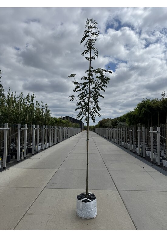 Essbare Eberesche 'Edulis' | Sorbus aucuparia 'Edulis'