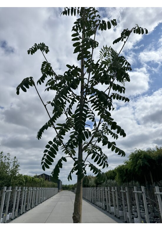 Essbare Eberesche 'Edulis' | Sorbus aucuparia 'Edulis'
