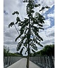 Essbare Eberesche 'Edulis' | Sorbus aucuparia 'Edulis'
