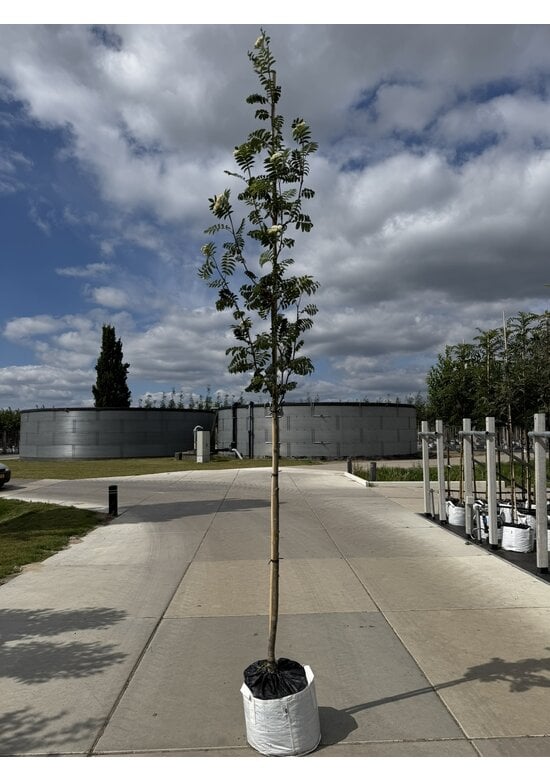 Vogelbeere - Eberesche | Sorbus aucuparia