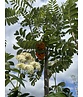 Vogelbeere - Eberesche | Sorbus aucuparia