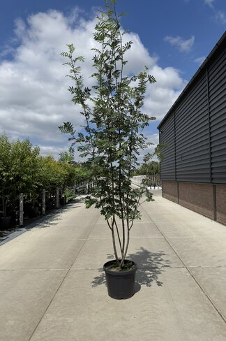 Eberesche aucuparia - Mehrstämmig | Sorbus Aucuparia