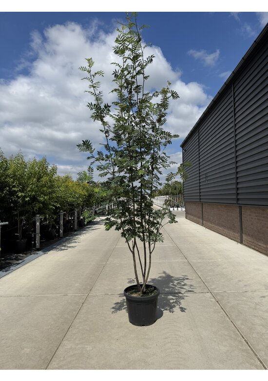 Ebersche aucuparia - Mehrstämmig | Sorbus Aucuparia