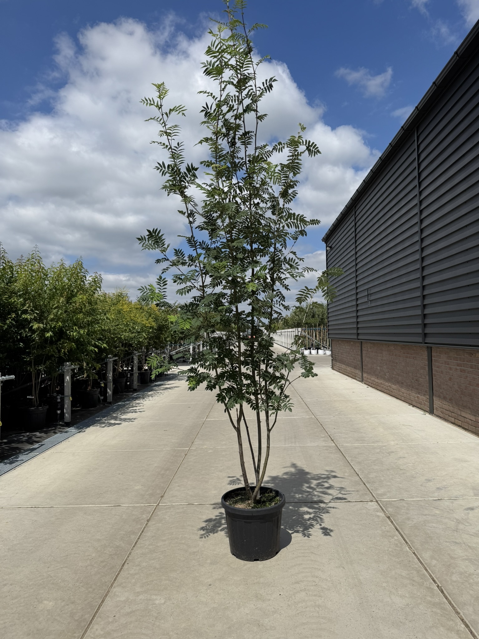 rudbeckia düngen Rudbeckia fulgida var. deamii – Topfpflanzen kaufen