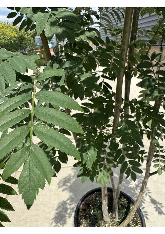 Eberesche aucuparia - Mehrstämmig | Sorbus Aucuparia