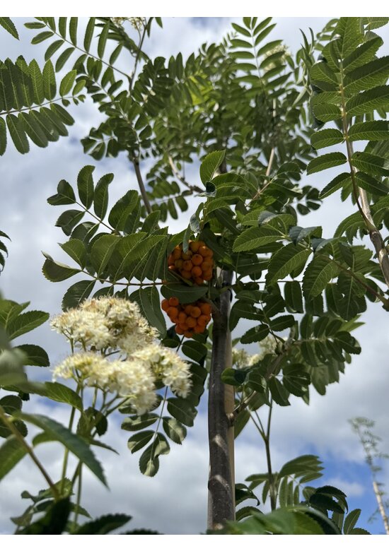 Eberesche aucuparia - Mehrstämmig | Sorbus Aucuparia