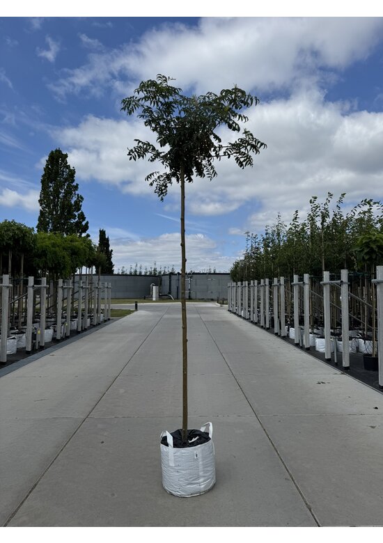 Japanische Eberesche 'Fireball' | Sorbus commixta 'Fireball'