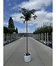 Japanische Eberesche 'Fireball' | Sorbus commixta 'Fireball' Japanische Eberesche 'Fireball' | Sorbus commixta 'Fireball'