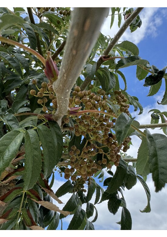 Japanische Eberesche 'Fireball' | Sorbus commixta 'Fireball'