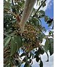 Japanische Eberesche 'Fireball' | Sorbus commixta 'Fireball' Japanische Eberesche 'Fireball' | Sorbus commixta 'Fireball'