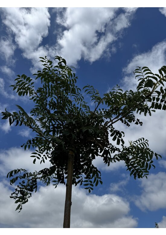 Japanische Eberesche 'Fireball' | Sorbus commixta 'Fireball' Japanische Eberesche 'Fireball' | Sorbus commixta 'Fireball'