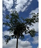 Japanische Eberesche 'Fireball' | Sorbus commixta 'Fireball' Japanische Eberesche 'Fireball' | Sorbus commixta 'Fireball'